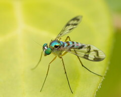 Chrysosomatini