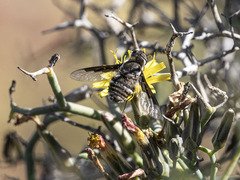 Exhyalanthrax simonae