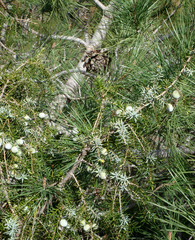 Juniperus macrocarpa