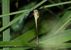 Austrogynacantha heterogena