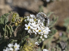 Anthophora pulverosa