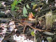 Deinacrida heteracantha