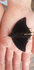 Charaxes ethalion