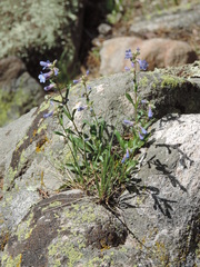 Penstemon virens