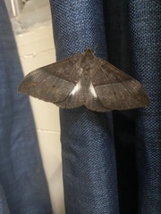Ischyja