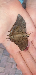 Charaxes ethalion