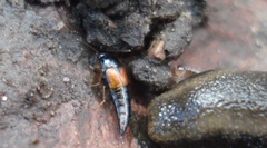 Tachyporus hypnorum