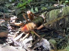 Deinacrida heteracantha