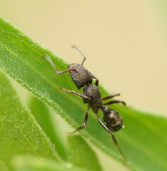 Rhytidoponera tasmaniensis
