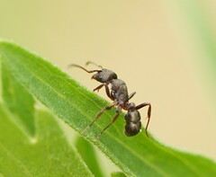 Rhytidoponera tasmaniensis