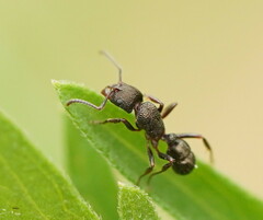 Rhytidoponera tasmaniensis