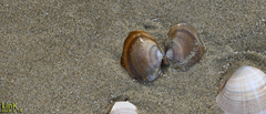 Nuttallia japonica
