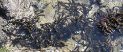 Sargassum muticum