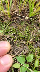 Leptinella maniototo