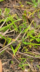 Leptinella maniototo