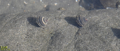 Littorina brevicula