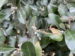 Elaeagnus oldhamii