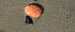 Polyclinidae