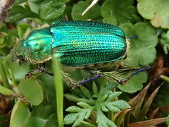 Diphucephala colaspidoides