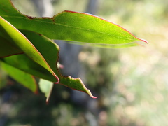 Eucalyptus coccifera