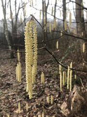 Corylus avellana