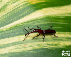 Brentidae