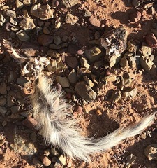 Herpestes pulverulentus