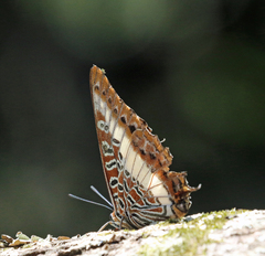 Charaxes brutus