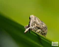 Eutyrhinus meditabundus