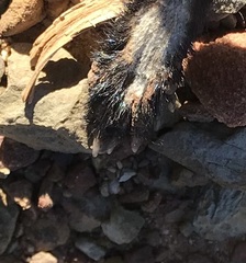 Herpestes pulverulentus