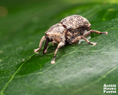 Eutyrhinus meditabundus