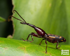 Ectocemus decemmaculatus
