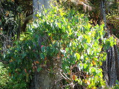 Eucalyptus delegatensis