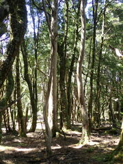 Eucalyptus subcrenulata