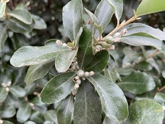 Elaeagnus oldhamii