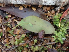 Eucalyptus subcrenulata