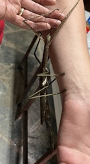 Acrophylla wuelfingi