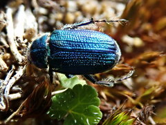 Diphucephala colaspidoides