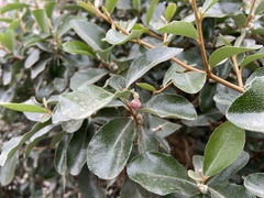 Elaeagnus oldhamii
