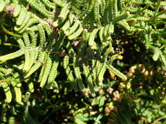 Gleichenia alpina