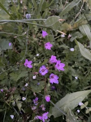 Geranium robertianum