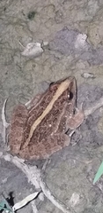 Leptodactylus fuscus