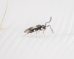 Ceraphronoidea