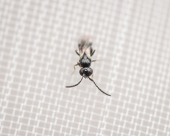 Ceraphronoidea