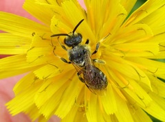 Lasioglossum leucozonium