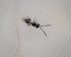 Ceraphronoidea