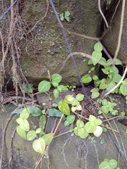 Lepidagathis inaequalis