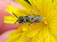 Lasioglossum leucozonium