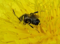 Lasioglossum leucozonium