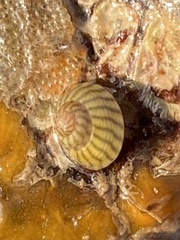 Steromphala umbilicalis